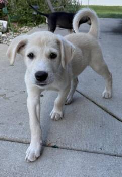 Mustang -  Shepherd and Husky Dog for Adoption in South Bend, Indiana - Mustang | PetCurious