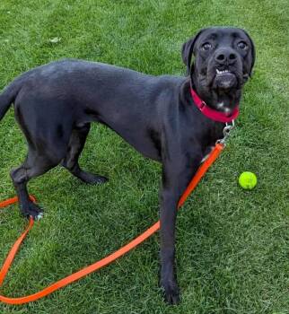 Rescue Boxer and Great Dane Dogs for Adoption in Minneapolis, Minnesota - Otis - FKA Taylor | PetCurious