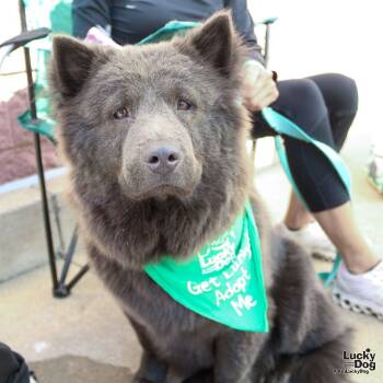 Rescue Chow Chow Dogs for Adoption in Washington, District Of Columbia - Asami | PetCurious