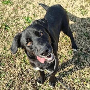 Rescue Labrador Retriever Dogs for Adoption in Springdale, Arkansas - McLarty | PetCurious
