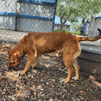 Piper Scout -  Labrador Retriever and Mixed Breed Dog for Adoption in Corpus Christi, Texas - Piper Scout | PetCurious