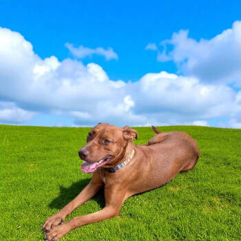 Rescue Labrador Retriever Dogs for Adoption in Nashville, Tennessee - Micah | PetCurious