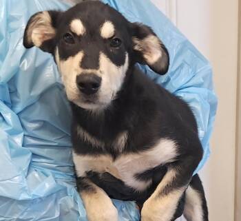 Sami -  Shepherd Dog for Adoption in Hollister, Missouri - Sami | PetCurious