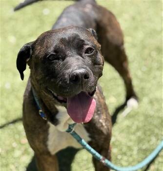 Pit Bull Terrier Dogs Available for Adoption in Brentwood, Missouri - PEANUT BUTTER | PetCurious