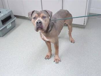 SANTIAGO -  Mastiff and Mixed Breed Dog for Adoption in Omaha, Nebraska - SANTIAGO | PetCurious