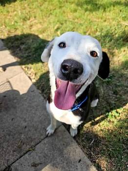 Rescue Labrador Retriever and Dalmatian Dogs for Adoption in Seguin, Texas - Rufus | PetCurious