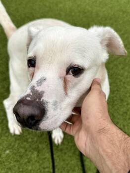 Mixed Breed Dogs Available for Adoption - Tuffy | PetCurious