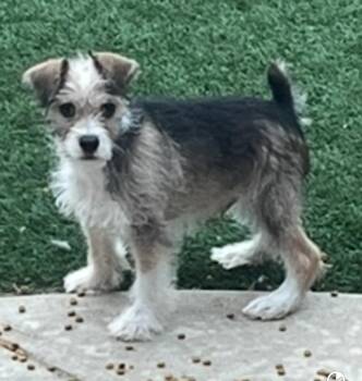 Miniature Schnauzer Dogs Available for Adoption in Longmont, Colorado - Pickles | PetCurious