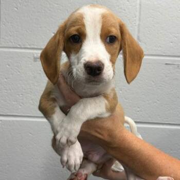Male 3494 -  Beagle Dog for Adoption in Fairfax Station, Virginia - Male 3494 | PetCurious