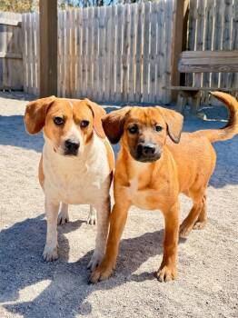 Beagle and Mixed Breed Dogs Available for Adoption in Muskegon, Michigan - Toven | PetCurious