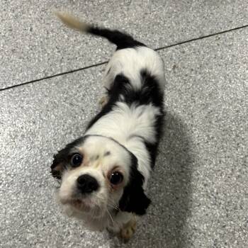Samantha 12.8 lbs -  Cavalier King Charles Spaniel Dog for Adoption in Antwerp, Ohio - Samantha 12.8 Lbs | PetCurious