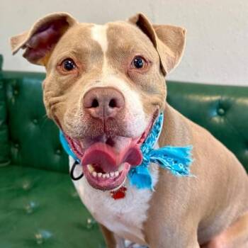 Atari Oliver -  Pit Bull Terrier Dog for Adoption in Friendswood, Texas - Atari Oliver | PetCurious