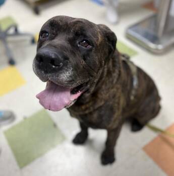 Diablo -  Cane Corso Dog for Adoption in Sioux City, Iowa - Diablo | PetCurious