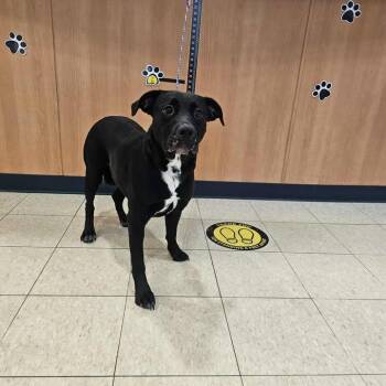 Rescue Labrador Retriever and Australian Cattle Dog Blue Heeler Dogs for Adoption in Ludington, Michigan - Luna | PetCurious