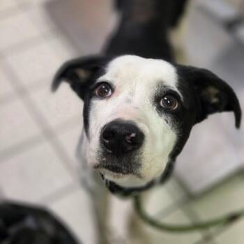 Deanne -  Mixed Breed Dog for Adoption in Charleston, West Virginia - Deanne | PetCurious