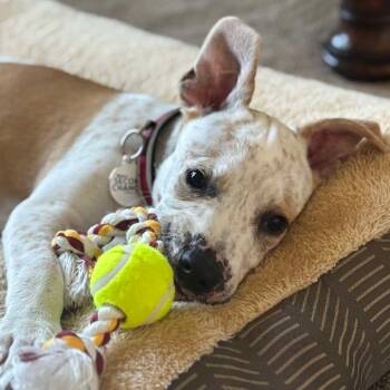 Rescue Cattle Dog and Pit Bull Terrier Dogs for Adoption in Lenexa, Kansas - Carlsbad | PetCurious