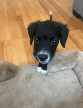 Brock -  Mixed Breed Dog for Adoption in Marlboro Township, New Jersey - Brock | PetCurious