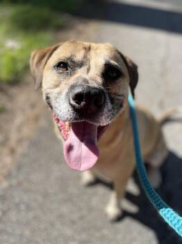 Rescue Black Mouth Cur Dogs for Adoption in Spring, Texas - Link | PetCurious