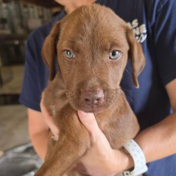 Angelica -  Mixed Breed Dog for Adoption in Leander, Texas - Angelica | PetCurious