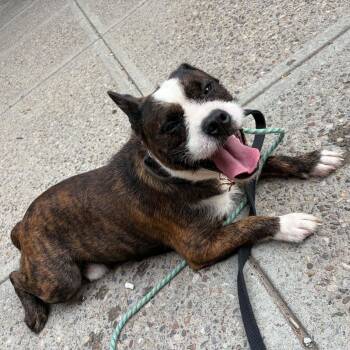 Fitz -  Terrier Dog for Adoption in Buffalo, New York - Fitz | PetCurious