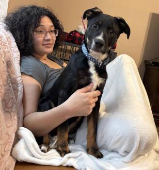 Duke Honeybunch -  Dachshund and Chihuahua Dog for Adoption in Friendswood, Texas - Duke Honeybunch | PetCurious