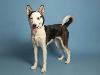 Australian Shepherd and Siberian Husky Dogs Available for Adoption in Phoenix, Arizona - BIRDY | PetCurious