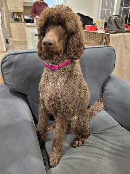 Standard Poodle Dogs Available for Adoption in Courtice, Ontario - Missy  | PetCurious