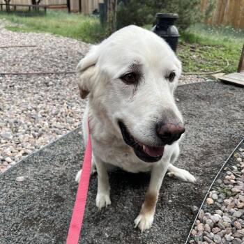 Butters -  Yellow Labrador Retriever Dog for Adoption in Cheyenne, Wyoming - Butters | PetCurious