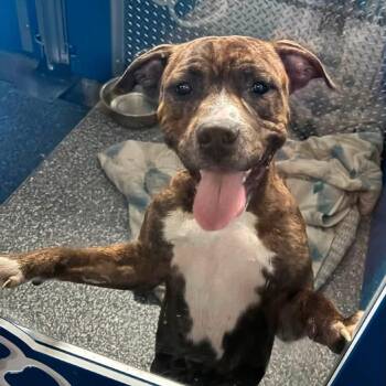 Bugsy -  Mixed Breed Dog for Adoption in Walker, Michigan - Bugsy | PetCurious