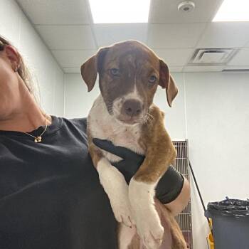 Quentin -  Pit Bull Terrier Dog for Adoption in Abilene, Texas - Quentin | PetCurious