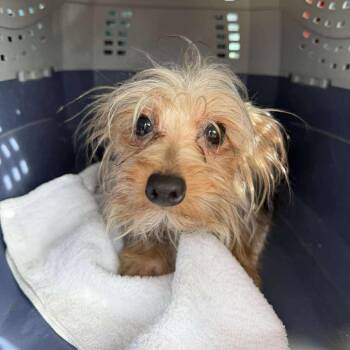 Yorkshire Terrier Dogs Available for Adoption in Albert Lea, Minnesota - Bucky | PetCurious
