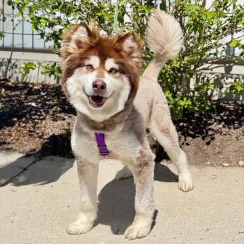 Alaskan Malamute Dogs Available for Adoption in East Hampton, New York - Daka | PetCurious