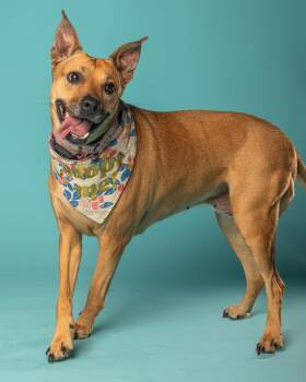 Tinkers -  German Pinscher and Chihuahua Dog for Adoption in Pflugerville, Texas - Tinkers | PetCurious