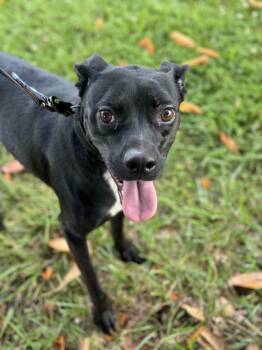 Rescue Labrador Retriever Dogs for Adoption in Burlington, New Jersey - Baxter | PetCurious