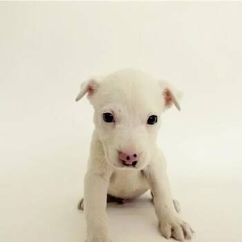 Boink -  Mixed Breed Dog for Adoption in Brentwood, Missouri - Boink | PetCurious
