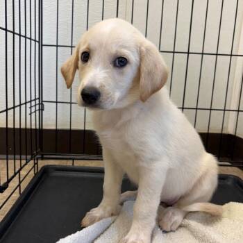 Willow 22545 -  Mixed Breed Dog for Adoption in Cumming, Georgia - Willow 22545 | PetCurious