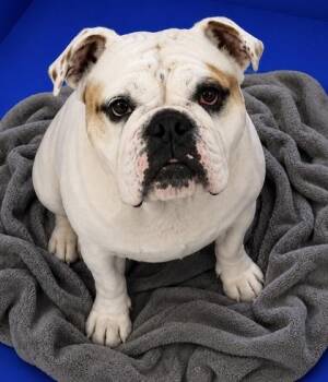 Rose -  English Bulldog and Mixed Breed Dog for Adoption in Houston, Texas - Rose | PetCurious