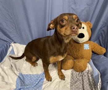 Chihuahua Dogs Available for Adoption in Modesto, California - A609007 | PetCurious