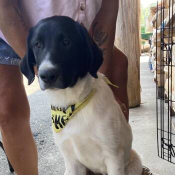Newf -  Collie and Newfoundland Dog Dog for Adoption in Grand Rapids, Minnesota - Newf | PetCurious