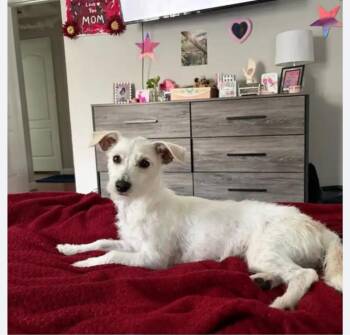 Pumpkin -  Jack Russell Terrier Dog for Adoption in Plano, Texas - Pumpkin | PetCurious