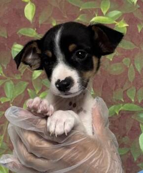 Chihuahua and Mixed Breed Dogs Available for Adoption in San Antonio, Texas - Kronk | PetCurious