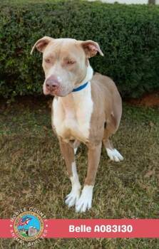 Belle -  American Bulldog Dog for Adoption in Mobile, Alabama - Belle | PetCurious