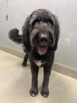 Poodle and Mixed Breed Dogs Available for Adoption in Las Vegas, Nevada - XANDER | PetCurious