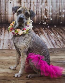 Rescue German Shepherd Dog Dogs for Adoption in Archbold, Ohio - Maria | PetCurious