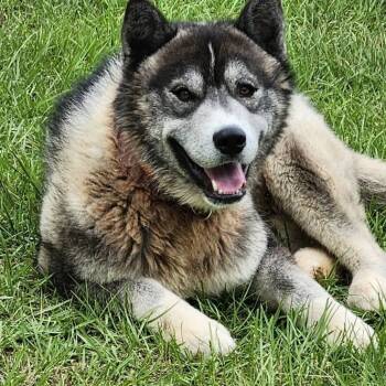 Rescue Husky Dogs for Adoption in Rainbow City, Alabama - Timber | PetCurious