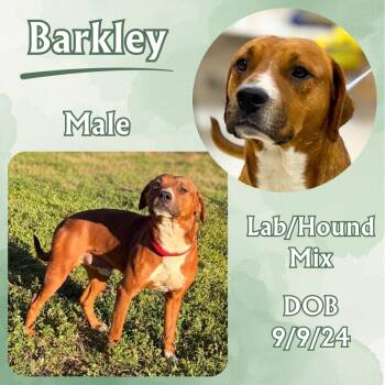 Barkley -  Hound and Labrador Retriever Dog for Adoption in Caldwell, Texas - Barkley | PetCurious