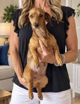 Opal -  Miniature Dachshund Dog for Adoption in Tifton, Georgia - Opal | PetCurious