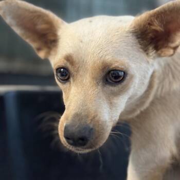 Meadow -  Chihuahua Dog for Adoption in Benton City, Washington - Meadow | PetCurious
