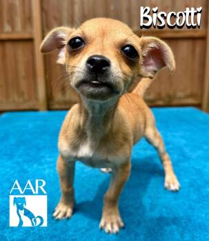 Biscotti -  Chihuahua Dog for Adoption in Magnolia, Texas - Biscotti | PetCurious