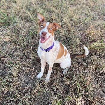 Sarah Lee -  Australian Cattle Dog Blue Heeler and Border Collie Dog for Adoption in Sadler, Texas - Sarah Lee | PetCurious